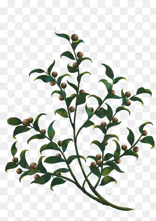 手绘茶油茶树茶叶插画图片