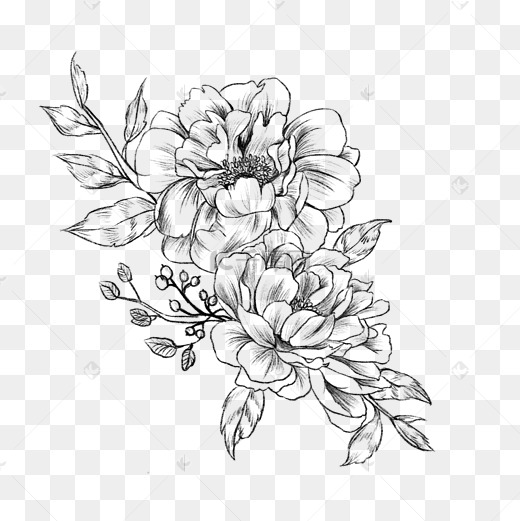 手绘线描素描黑白牡丹图片