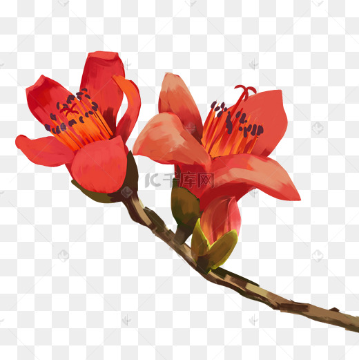 木棉花