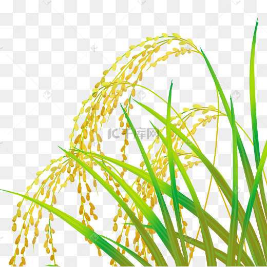 水稻稻田稻穗图片
