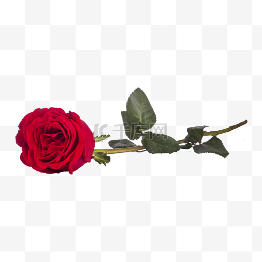 玫瑰（png免抠）图片