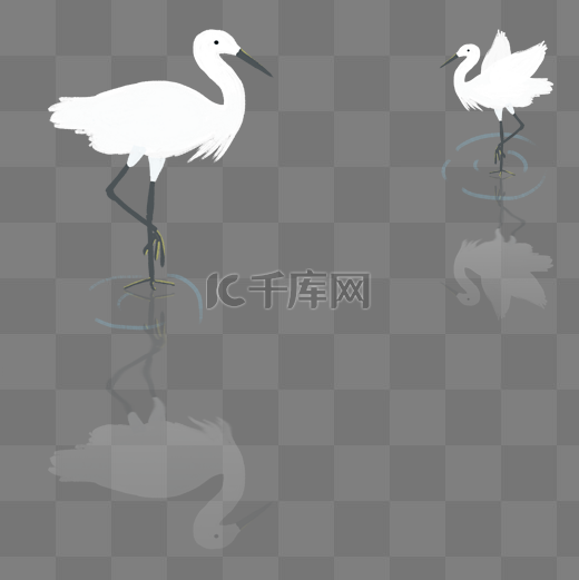 白露节气白鹭鸟在河水中戏水插图图片
