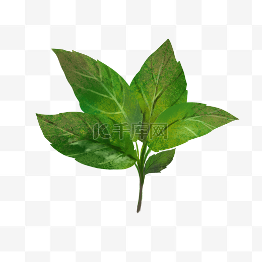 绿茶叶子图片