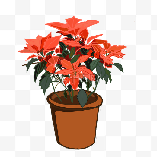 春节手绘家里摆放植物一品红盆栽图片