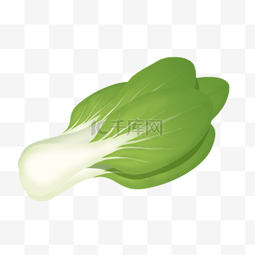 新鲜绿色白菜插画图片