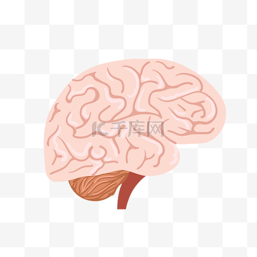 手绘人体器官大脑插画图片