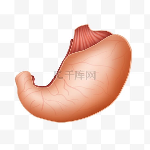 人体五脏器官胃插画图片