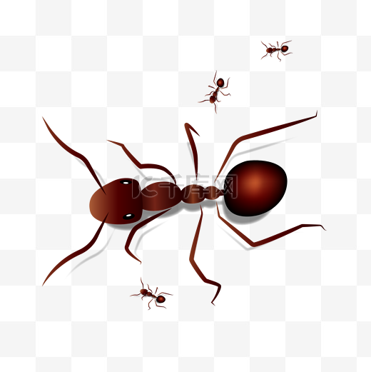 昆虫逼真蚂蚁3D立体矢量图图片