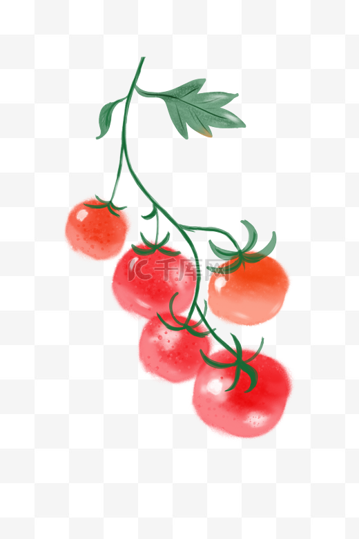 水彩手绘插画植物番茄西红柿图片
