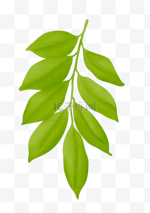绿色下垂叶子插图图片