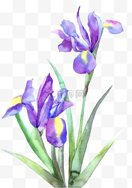手绘紫色的郁金香花卉图片