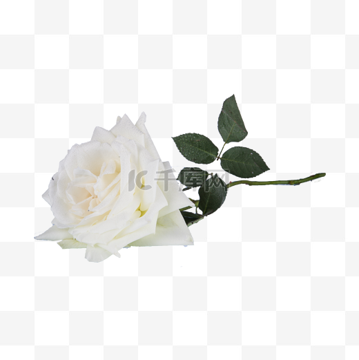 一朵白色玫瑰png免抠图片
