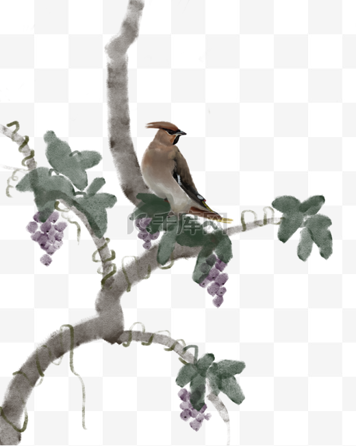 手绘鸟和葡萄树插画图片