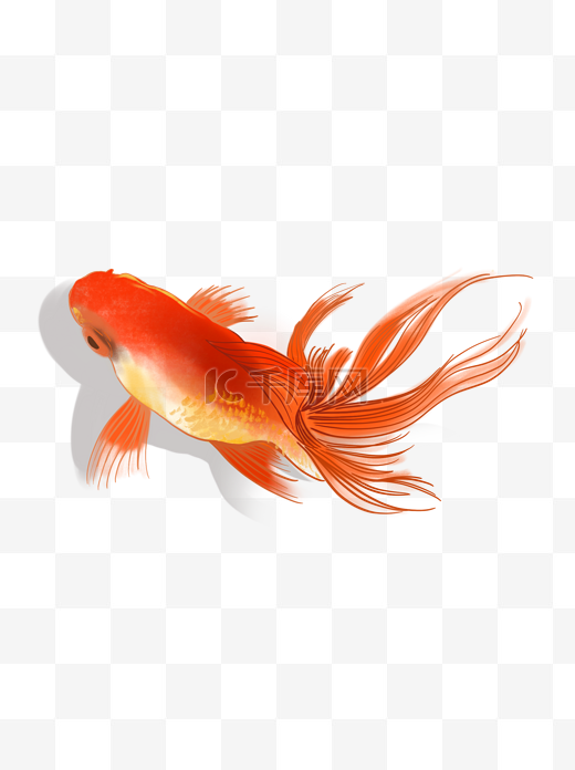 幸运红色锦鲤金鱼水彩手绘图片