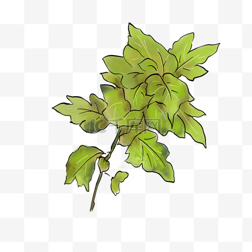 绿色艾草植物插画图片
