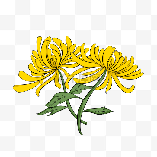 黄色的菊花装饰插画图片
