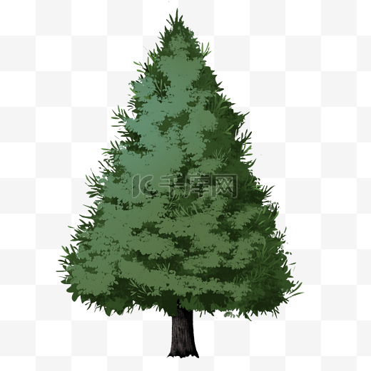 一棵长青树木插画图片
