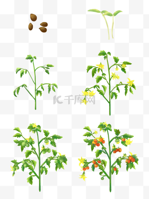 番茄的生长过程手绘植物西红柿生长过程图片