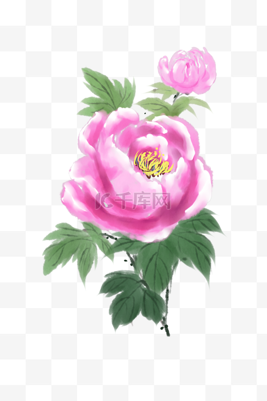 水彩彩色粉色牡丹花插画图片