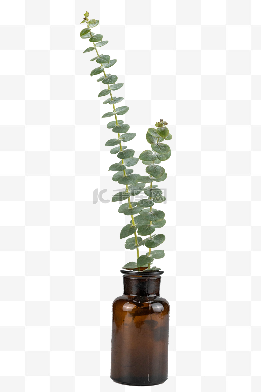 绿色植物尤加利图片