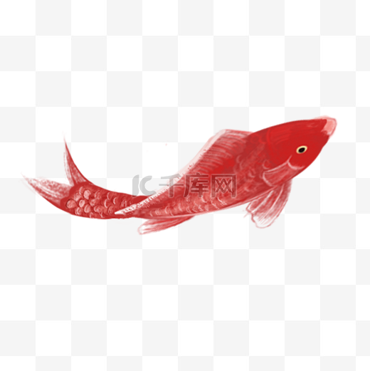 红色的鲤鱼免抠图图片