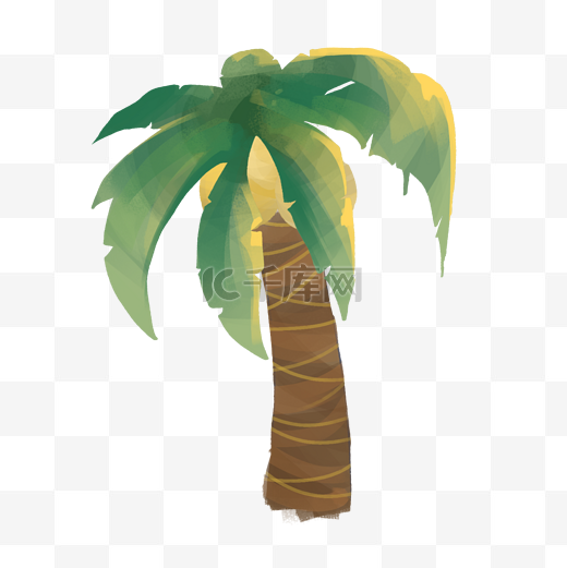 热带雨林植物椰子树图片