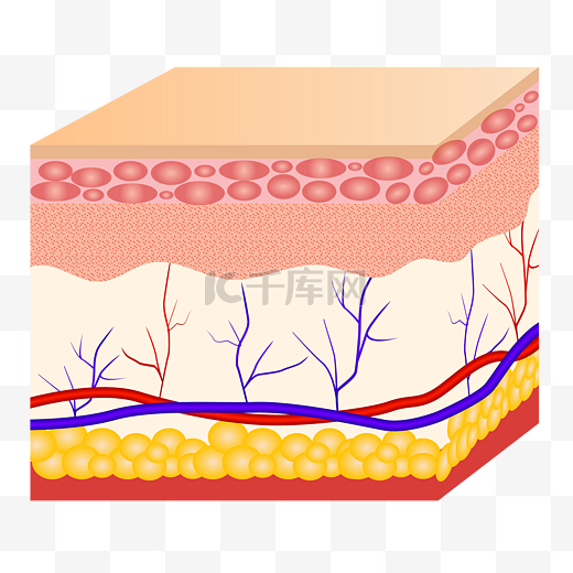 皮肤组织表皮肌肤毛孔毛囊结构医学专业医美图片
