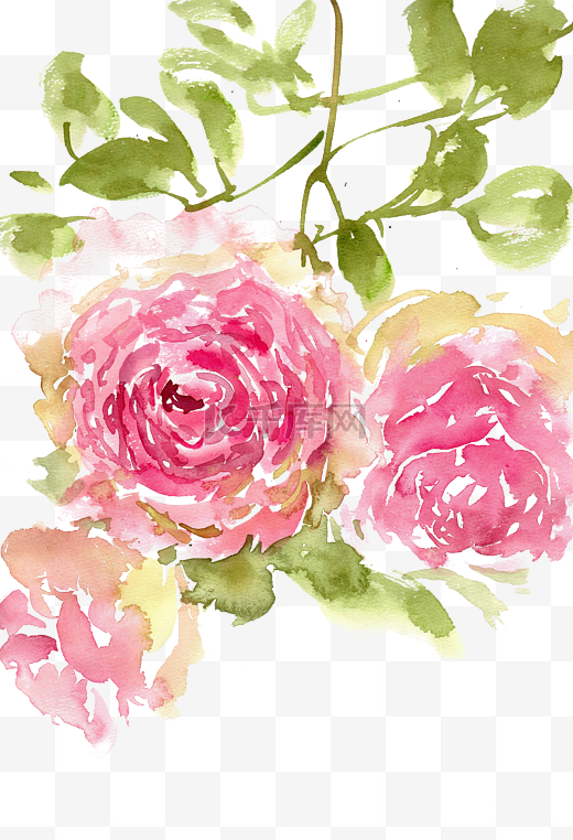美丽的蔷薇花图片