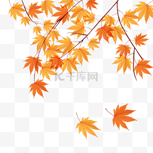 秋天枫叶立秋节气秋季树叶图片