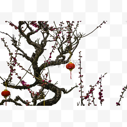 盛开的梅花树上挂着灯笼图片
