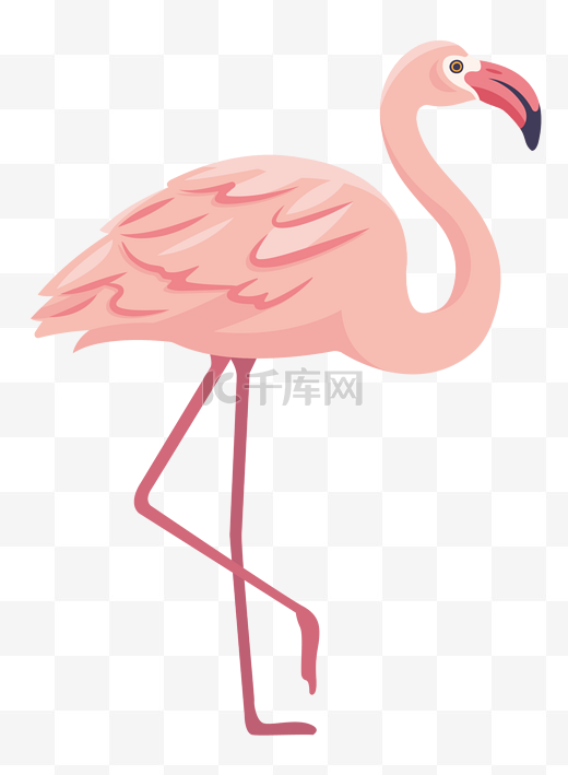 漂亮的粉色火烈鸟插画图片