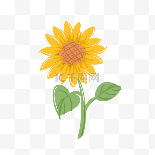 黄色的向日葵插画图片