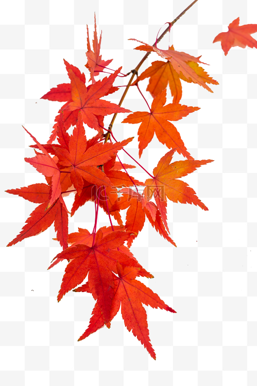秋季枫叶植物图片