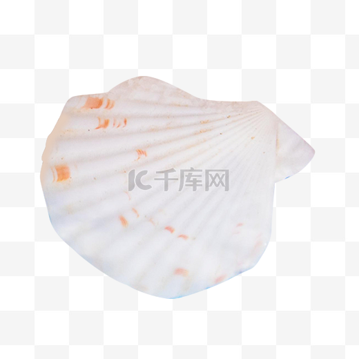 贝壳海贝图片