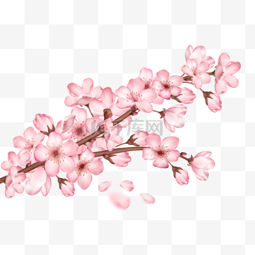 一枝粉红色盛开的樱花和飘落的花瓣图片