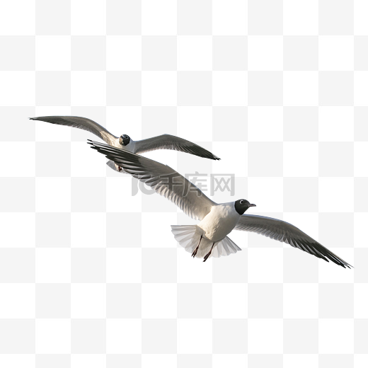 展翅翱翔的海鸥飞鸟图片