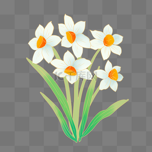 白色水仙花卉图片
