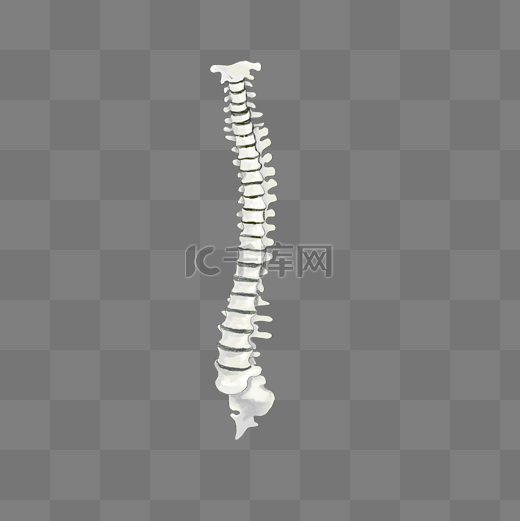 脊椎骨骼图片