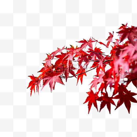 秋季红叶枫叶图片