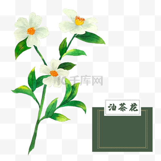花类中草药油茶花水彩图片