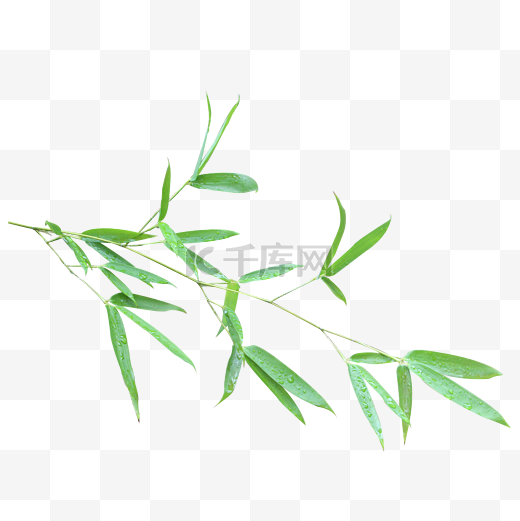 绿色竹子叶图片