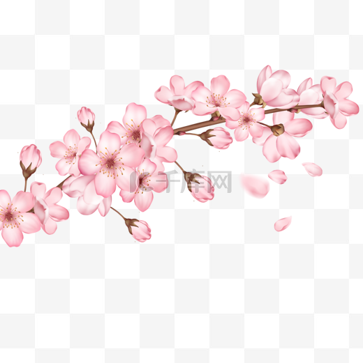 一枝开放的粉色樱花和花苞图片