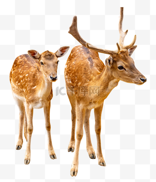 梅花鹿公母鹿图片