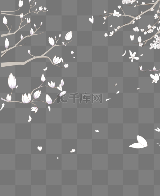 春天白色玉兰花花开花落元素图片
