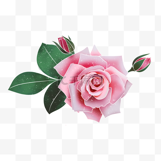 春季水彩植物粉色玫瑰花图片