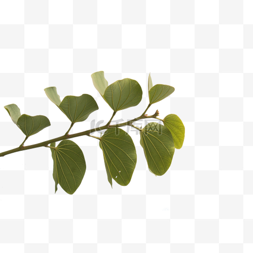 一支绿树枝条植物图片