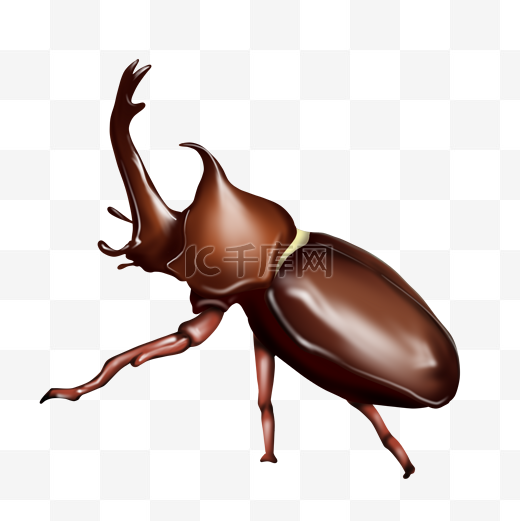 独角仙昆虫甲虫图片