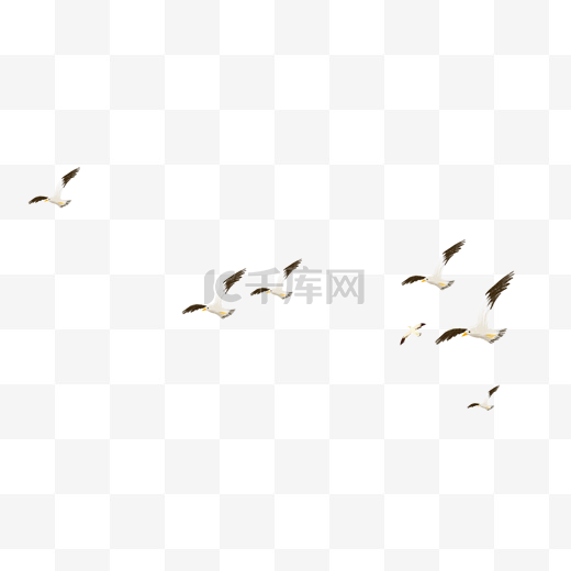 飞鸟海鸥图片