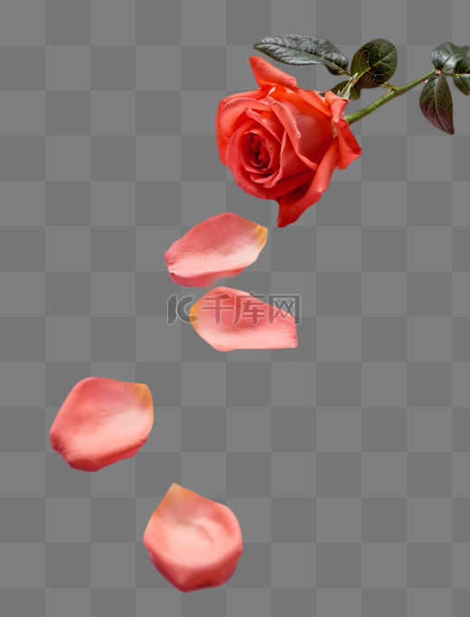 玫瑰花花束图片