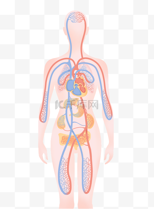 人体血液系统循环图片